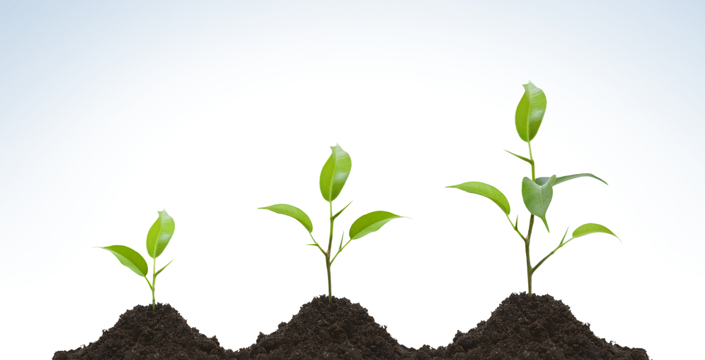 Plant growth that symbolizes your business growth